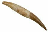 Fossil Plesiosaur (Zarafasaura) Tooth With Root #344871-1